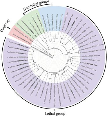 Identification of lethal species in amanita section Phalloideae based on nucleotide signature and specific TaqMan-MGB probe and primer